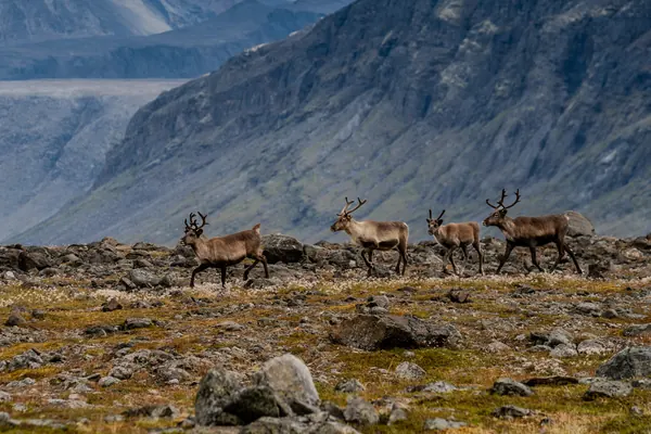 Sarek National Park — photo 4