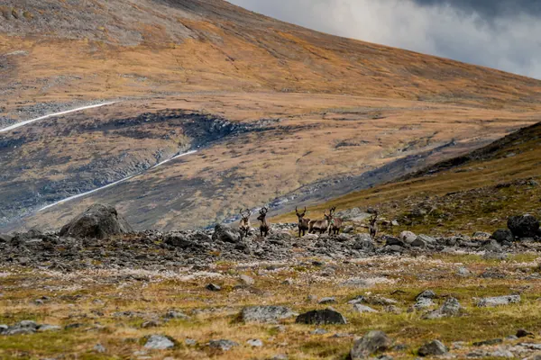 Sarek National Park — photo 6