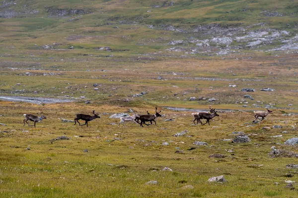 Sarek National Park — photo 8