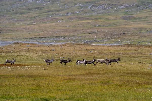 Sarek National Park — photo 19