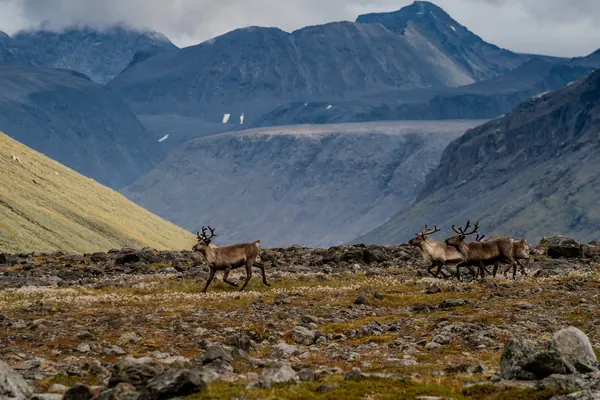 Sarek National Park — photo 36