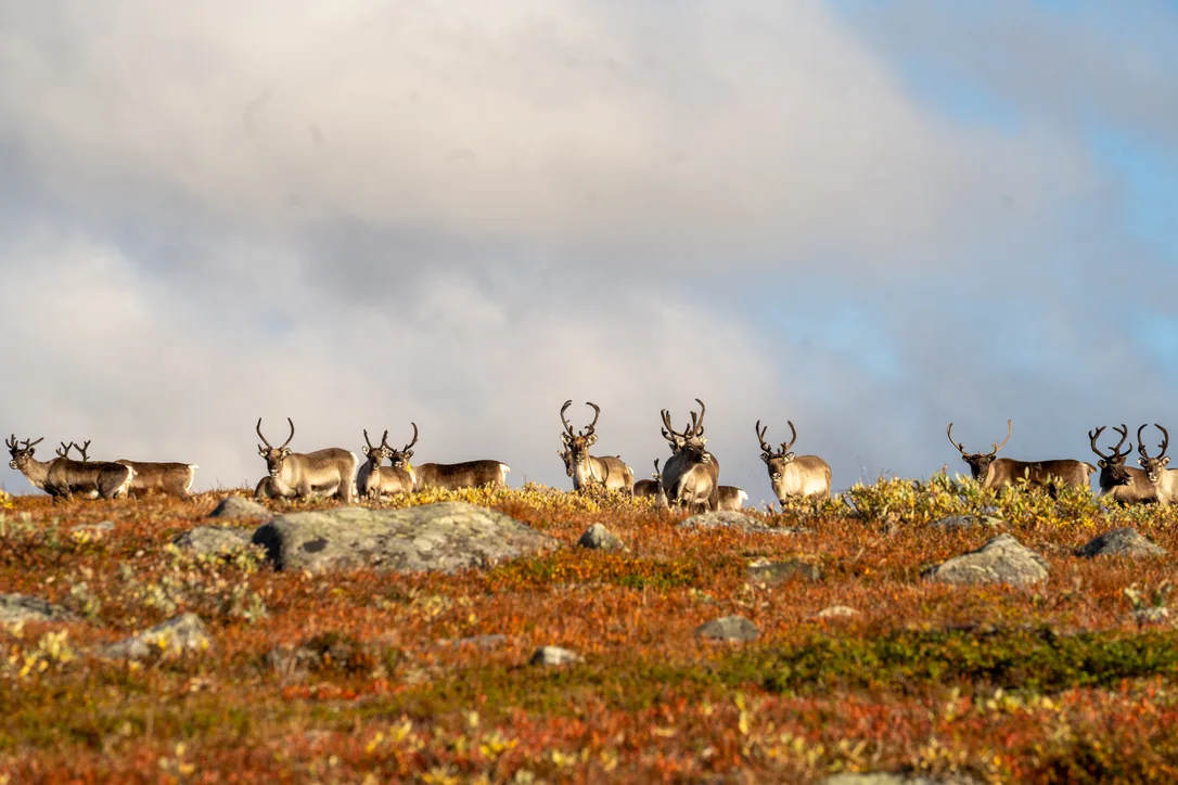 A herd of reindeer on a ridge of autumn tundra against a cloudy sky